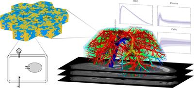 Editorial: Multiscale modeling for the liver